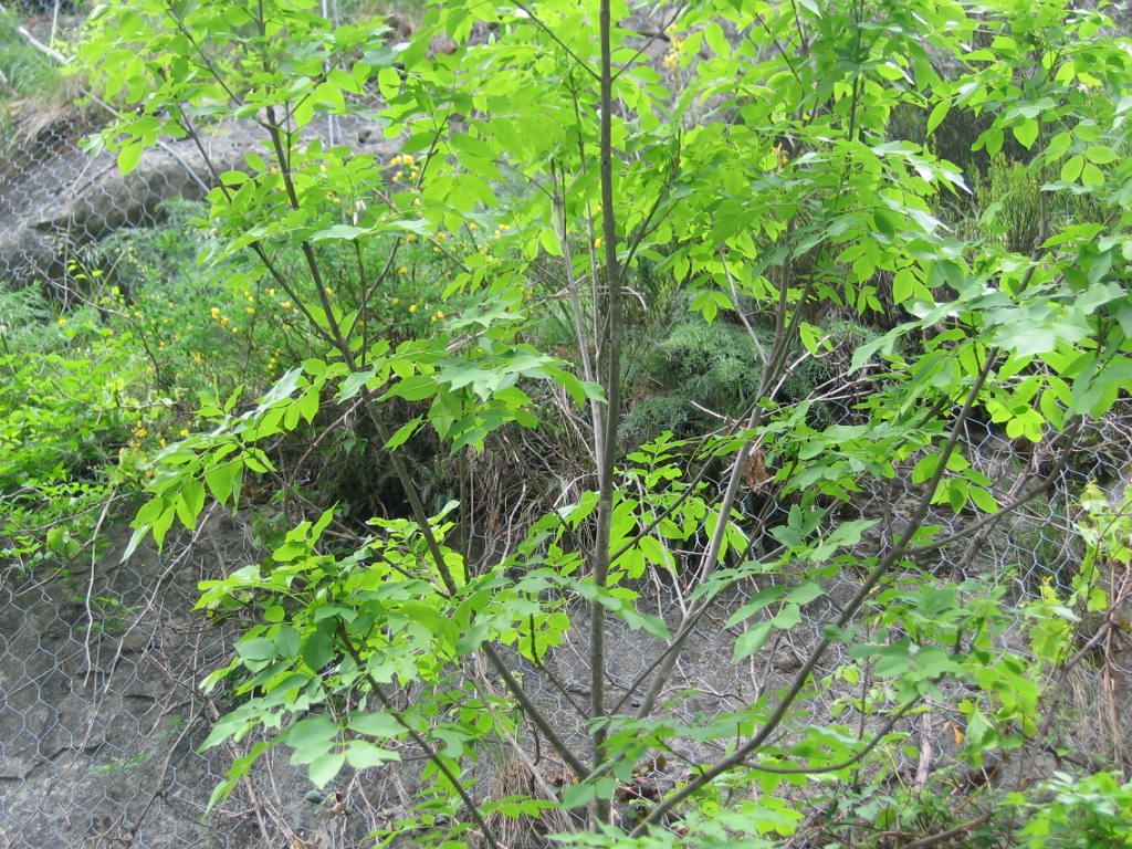 Fraxinus ornus